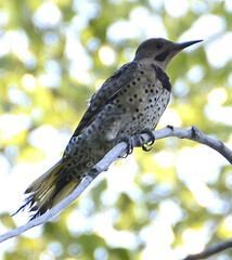 Colaptes auratus luteus