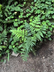 Dryopteris expansa