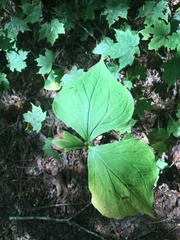 Trillium