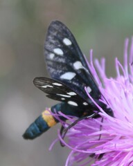 Amata ragazzii