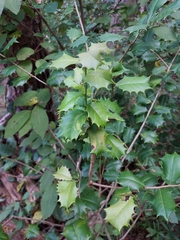 Ilex opaca