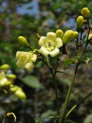 Macrocarpaea macrophylla
