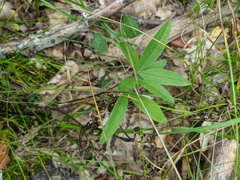 Trifolium alpestre