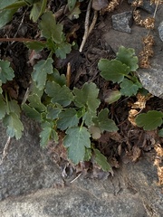 Heuchera cylindrica