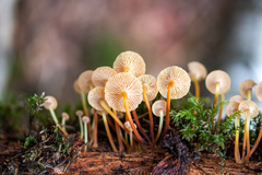 Xeromphalina cauticinalis