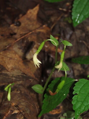 Triphora trianthophoros