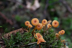 Xeromphalina cauticinalis