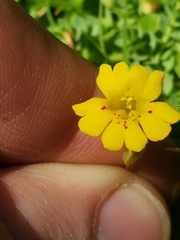 Erythranthe primuloides