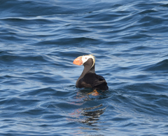 Fratercula cirrhata