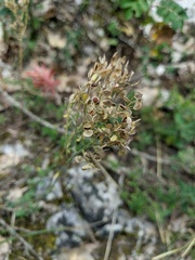 Odontarrhena tortuosa