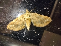 Pelurga comitata