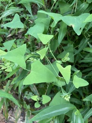 Persicaria perfoliata