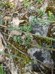 Odontarrhena tortuosa