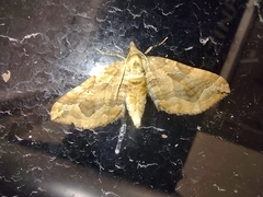 Pelurga comitata