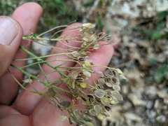 Odontarrhena tortuosa