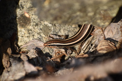 Plestiodon skiltonianus