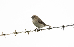 Sporophila albogularis