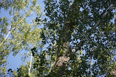 Populus