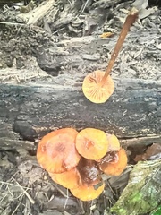 Heimiomyces tenuipes