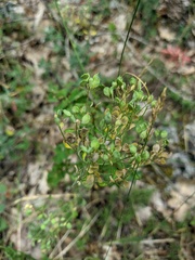 Odontarrhena tortuosa