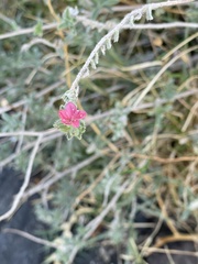 Echium angustifolium