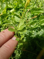 Erythranthe primuloides
