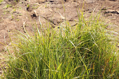 Carex vesicaria