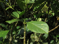 Macrocarpaea macrophylla