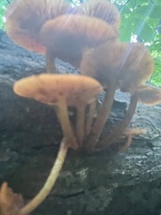 Heimiomyces tenuipes