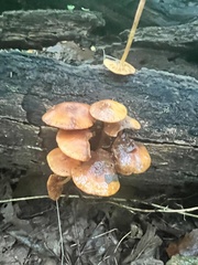 Heimiomyces tenuipes