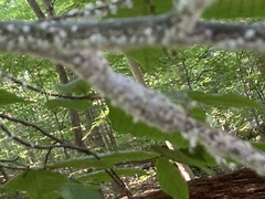 Grylloprociphilus imbricator