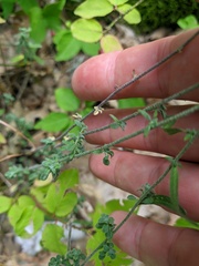 Odontarrhena tortuosa