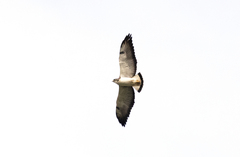 Geranoaetus albicaudatus