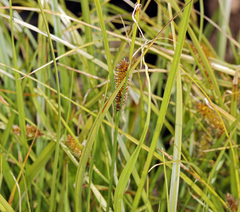 Carex vesicaria
