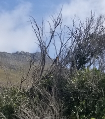 Cossypha caffra caffra