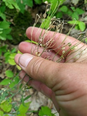 Odontarrhena tortuosa