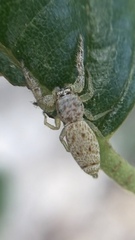 Hentzia