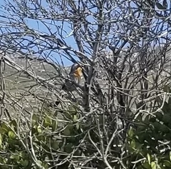 Cossypha caffra caffra