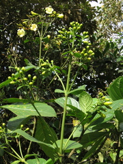 Macrocarpaea macrophylla