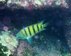 Abudefduf bengalensis