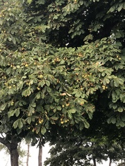 Aesculus hippocastanum