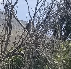 Cossypha caffra caffra