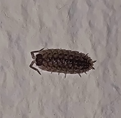 Porcellio spinicornis