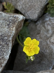 Potentilla brevifolia