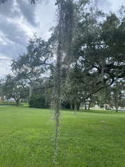 Tillandsia usneoides