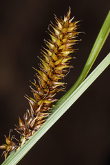 Carex vesicaria