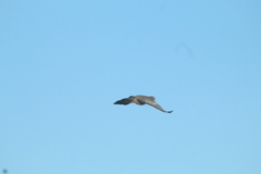 Patagioenas picazuro