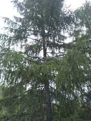 Larix