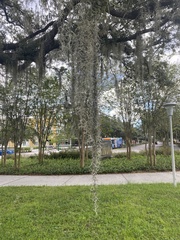 Tillandsia usneoides