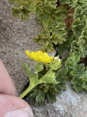 Potentilla brevifolia